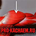 Накачанная дельта