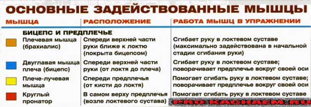 Подъем штанги на бицепс стоя