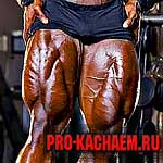 квадрицепсы